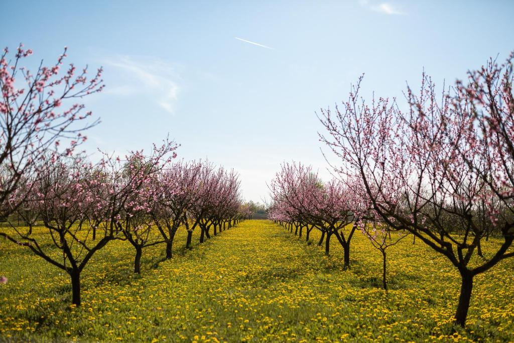 Zahrada ubytování Agriturismo Casa Fiorindo