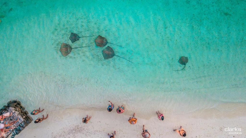 Swarn by Hawks Hotels Kamadhoo Baa Atoll - View 22
