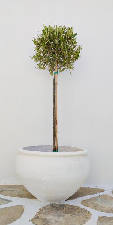 a small tree sitting in a white bowl at Hotel Aegeon in Mylopotas