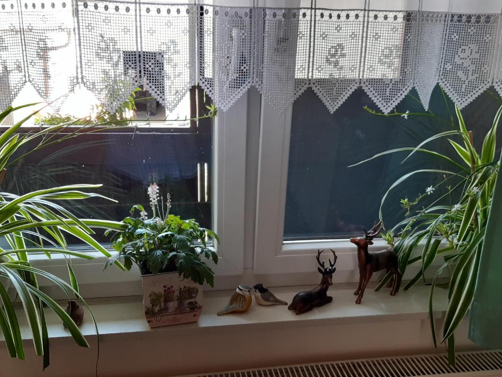 Zahrada ubytování Appartement Ferienwohnung LANG