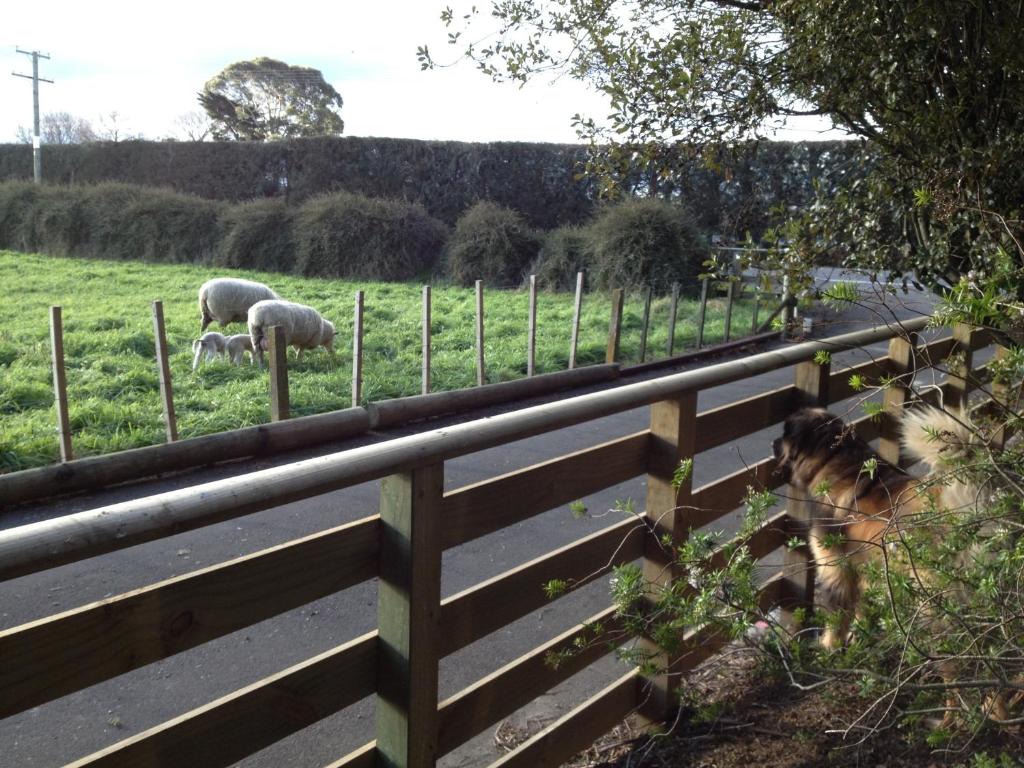 Bluebell Lodge and Cottage - Resim 38