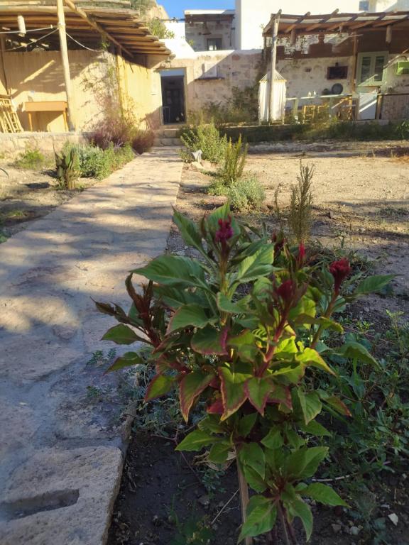 a plant in a garden next to a sidewalk at Latmos 1860 in Skala