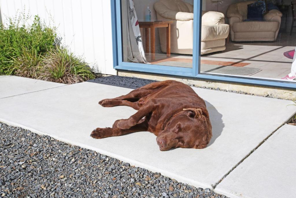 Self Contained Cottage Pukekohe - Resim 12