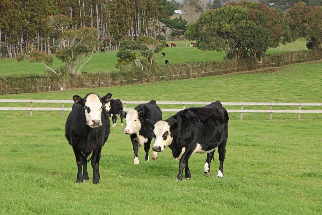 Self Contained Cottage Pukekohe - Resim 23