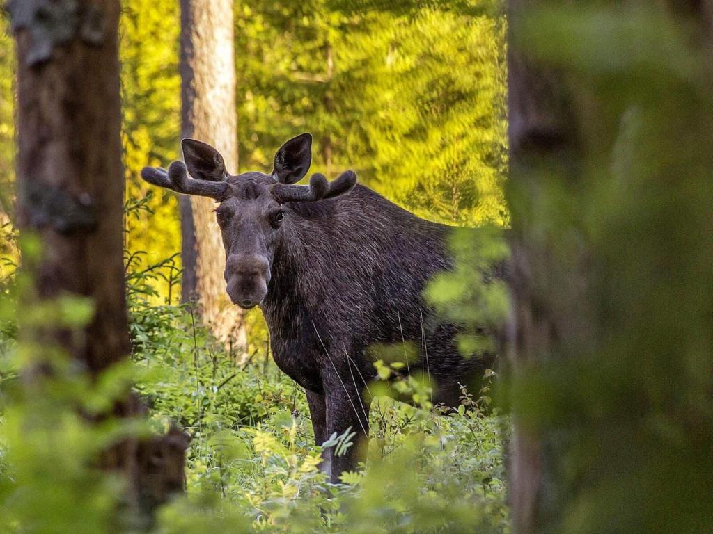 Zvířata v prázdninového domu nebo okolí