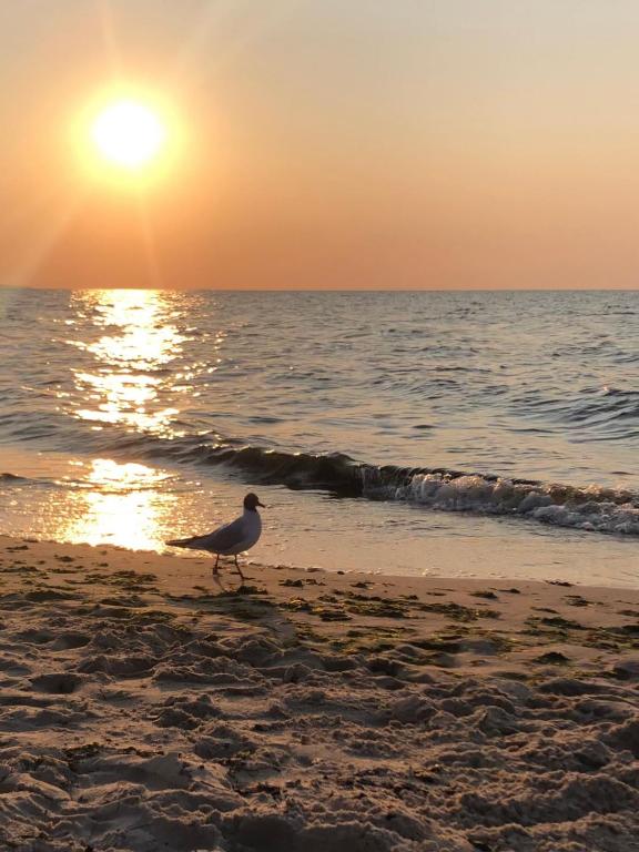 Fotografia z galérie ubytovania Pokoje pod różami v destinácii Międzyzdroje