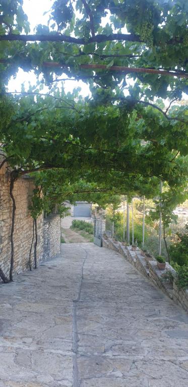 Green Forest - Image 8