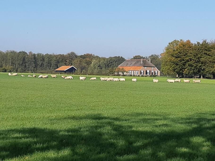 a herd of sheep grazing in a green field at B&B Joostink in Vorden in Vorden