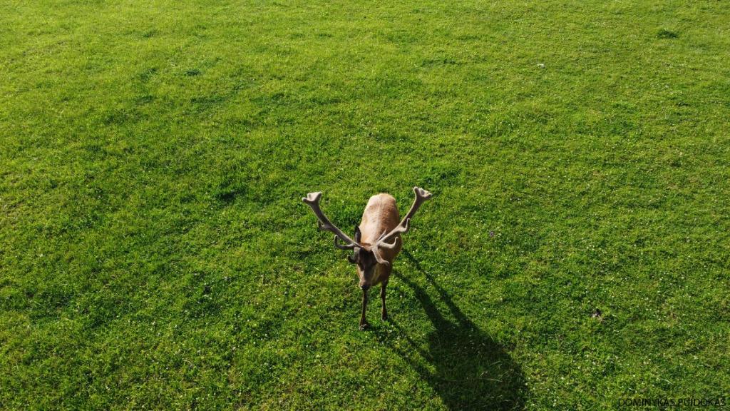 a gazelle standing in a field of grass at Elniaragio Guolis 