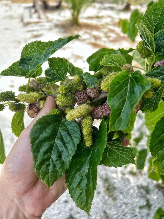Zahrada ubytování Agriturismo Morus Alba Gargano