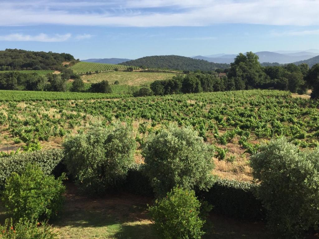 a large field of olive trees and bushes at Appartement T3 - résidence de standing vue vignes in La Croix-Valmer