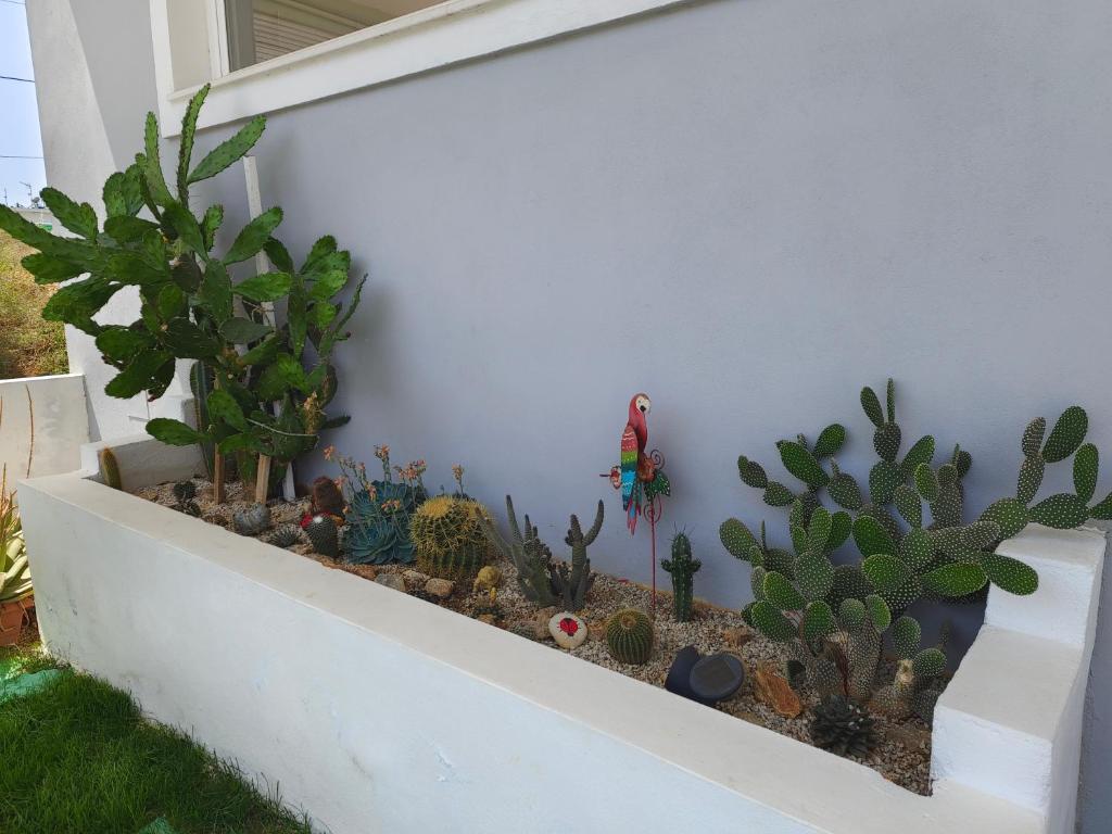 A garden outside Stellina's new studio 5min from beach