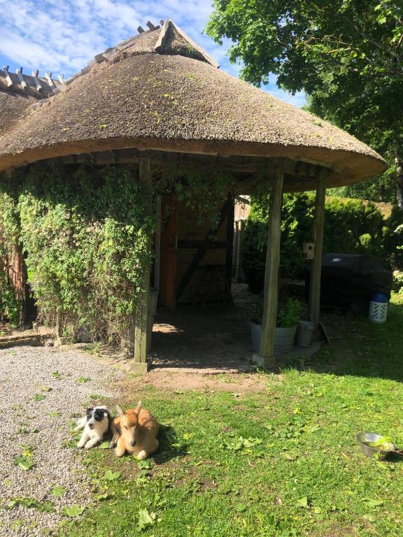 Domácí mazlíčci ubytovaní s hosty v ubytování Cottage on unique farm