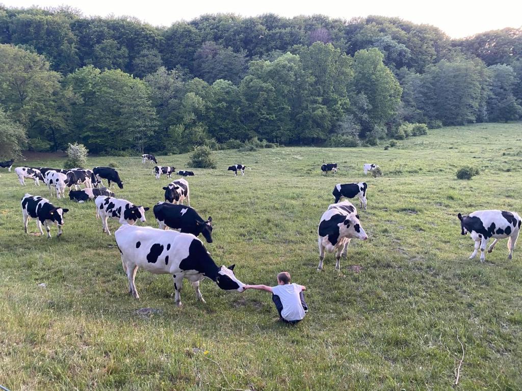 Zvířata v prázdninového domu nebo okolí