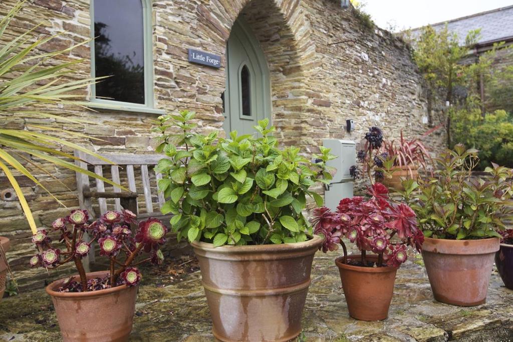 a group of potted plants in front of a building at Little Forge in Saint Mawgan