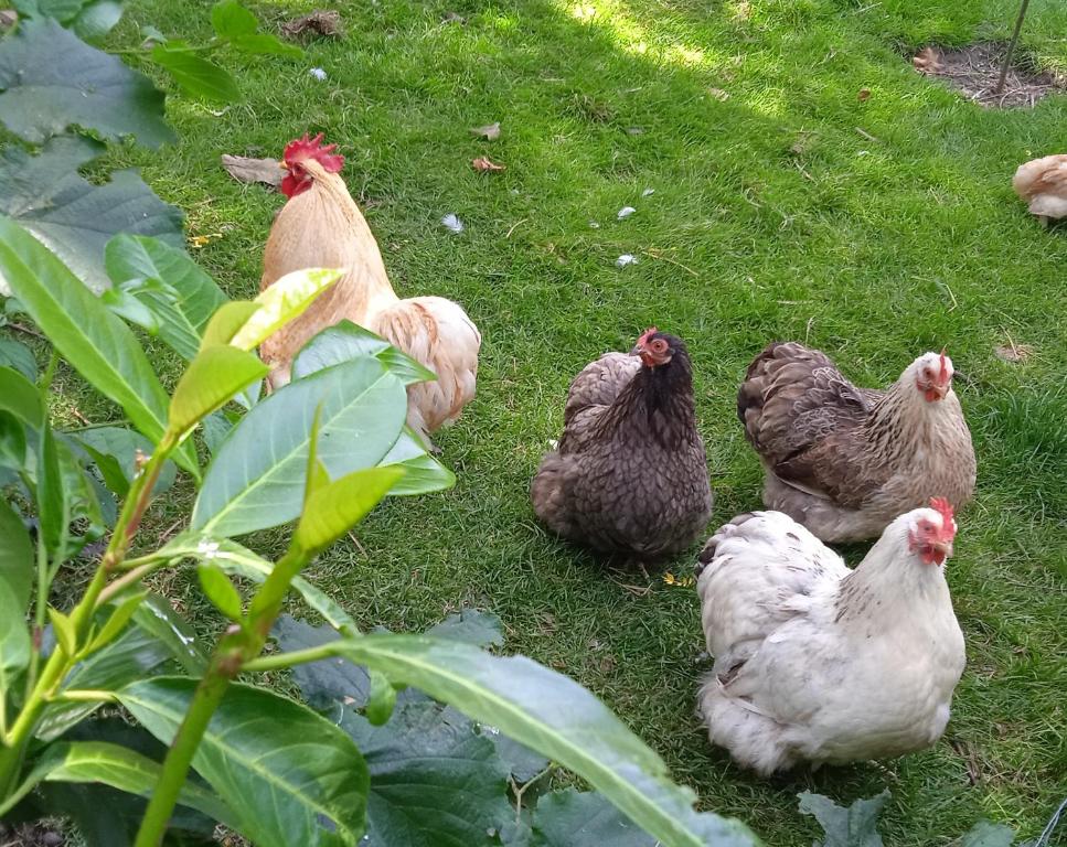 a group of chickens standing in the grass at Les Clés du Parc in Combrand