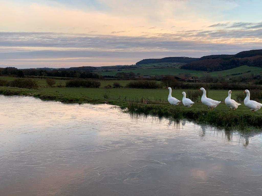 a group of white birds standing on the side of a river at The Grainary Boutique Hotel in Scarborough