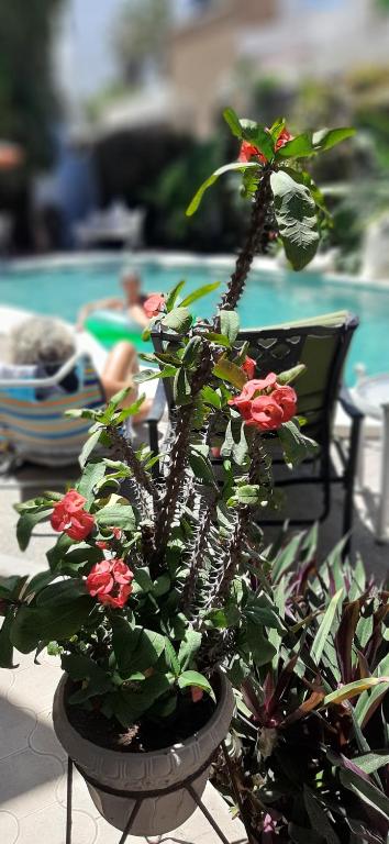 una planta con flores rojas en una olla junto a una piscina en Apartmento con alberca a 50 mt del mar La Licha, en Mazatlán