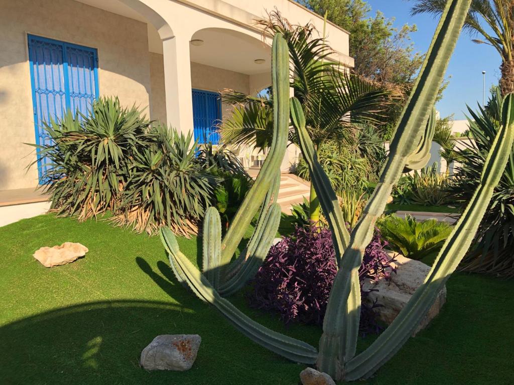 A garden outside La sirenetta bellicosa