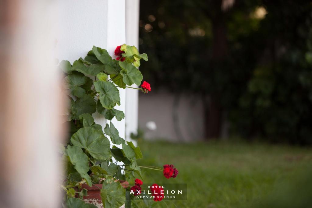 Zahrada ubytování Achilleion Hotel