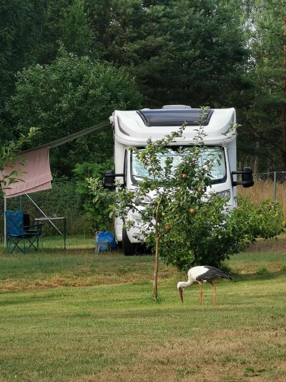 Zahrada ubytování Peipsi Caravani puhkemaja