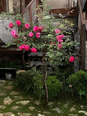 a bush of pink roses growing on the side of a building at Apart Pasanauri - Aпартамент Пасанаури рядом с Гарден отель in Passanauri