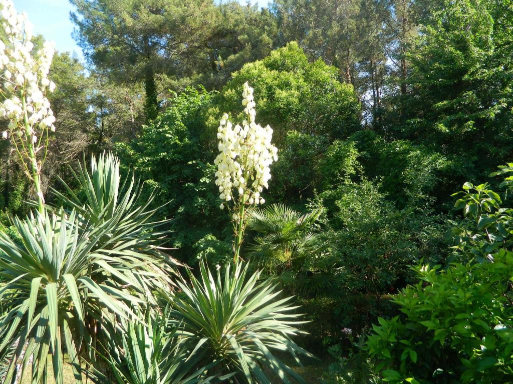 a group of trees and bushes with a plant at Apartments vila Vanda in Poreč