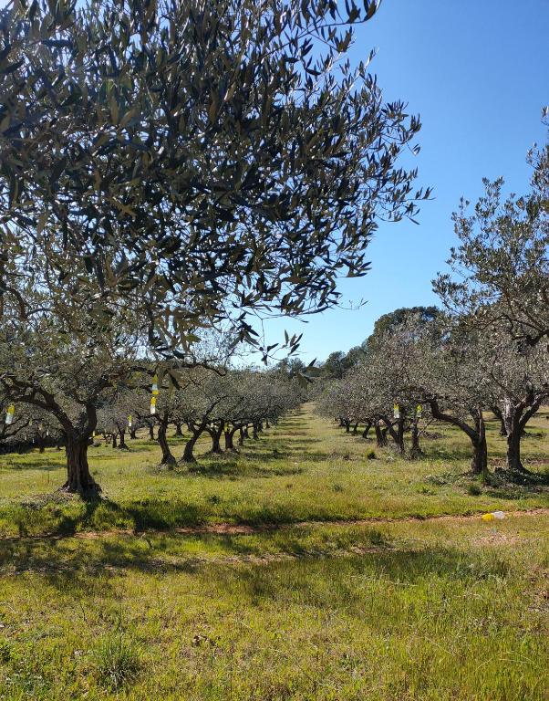 an orchard of olive trees in a field at Les Hauts du Peireguier in La Motte