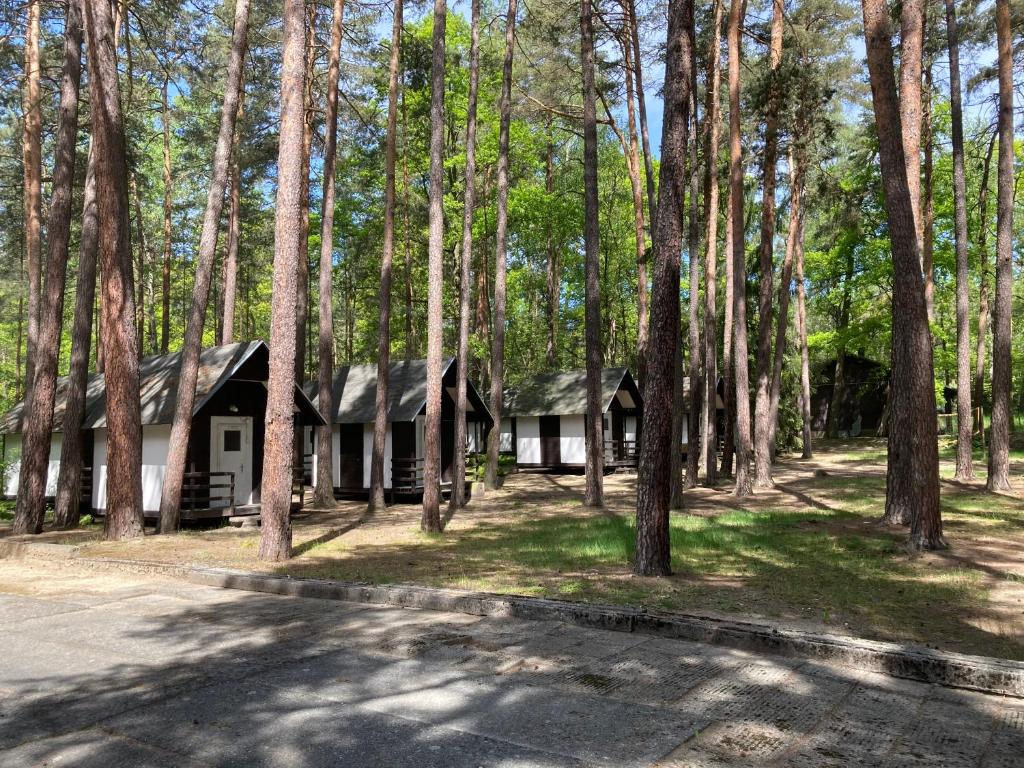 ein Haus inmitten eines Waldes voller Bäume in der Unterkunft Chatová osada Zelený Háj in Merklín
