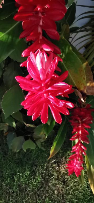 Zahrada ubytování Flor de Coco, Villa neuve, 5 chambres, 5 salles de bains et grande piscine à 250 mètres de la plage