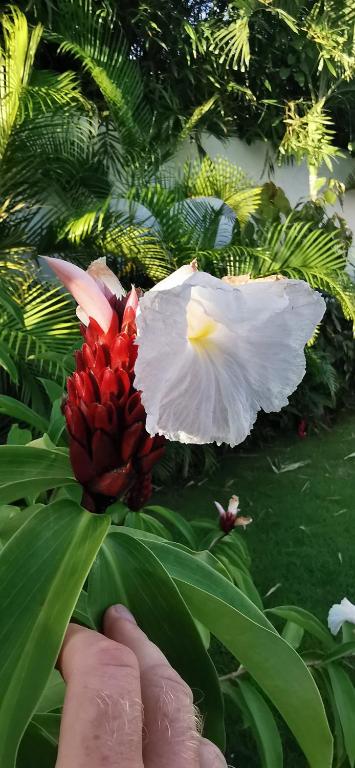 Zahrada ubytování Flor de Coco, Villa neuve, 5 chambres, 5 salles de bains et grande piscine à 250 mètres de la plage
