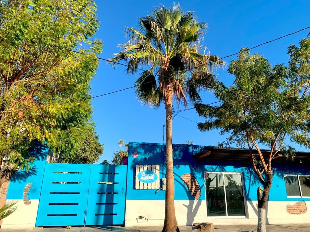 a palm tree in front of a blue building at Peace Hostel MX in La Paz
