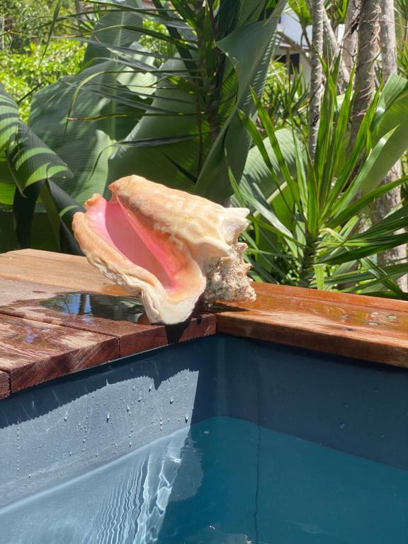 a shell is sitting on the edge of a swimming pool at Villa NO&LO in Sainte-Anne