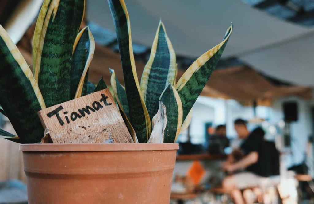 a plant in a pot with a sign on it at TIAMAT Diving Club X 苦水輕旅 in Hengchun South Gate