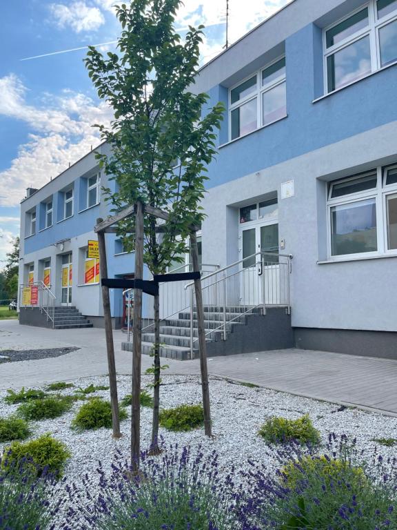 a tree in front of a building at HeroHostel in Sieradz