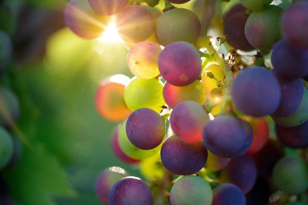 Vonkajšia záhrada v ubytovaní Oasi del Monferrato - appartamento rosso