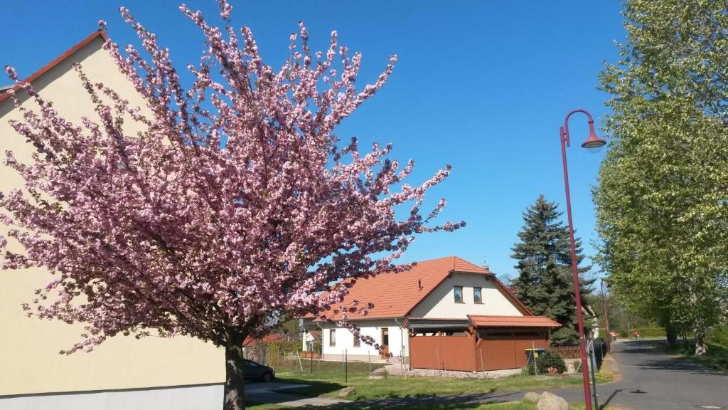 a tree with pink flowers in front of a house at Ferienwohnung Störmthaler See in Großpösna