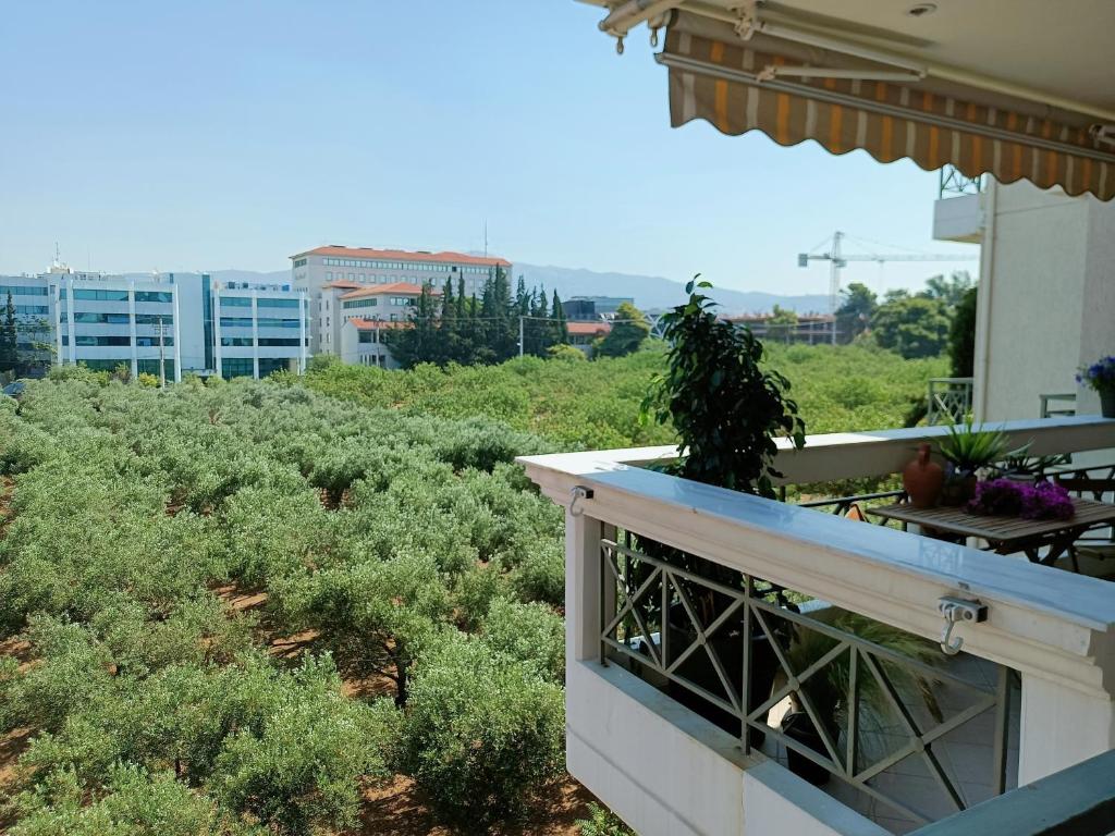 eine Pflanze auf dem Balkon eines Gebäudes in der Unterkunft CASA MYRlAM Marousi -View & Private Parking- in Athen