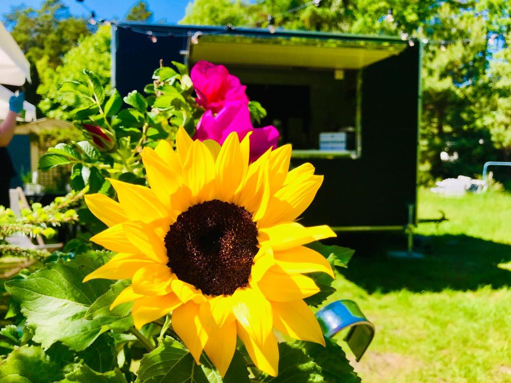 a yellow sunflower sitting in front of a tv at Nadmorski Las in Sztutowo