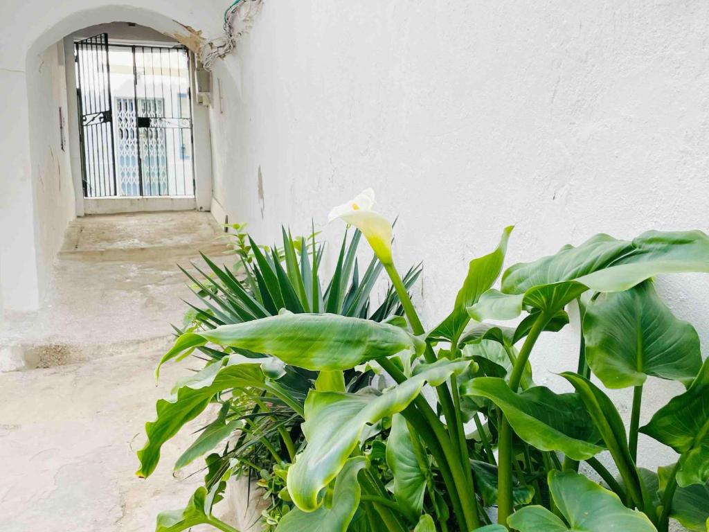 Vonkajšia záhrada v ubytovaní Apartamento ALAZUL Campillo