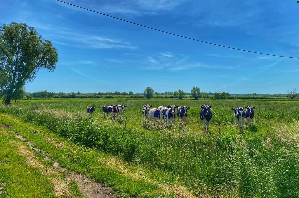 Zvieratá v ubytovaní bed & breakfast alebo blízkom okolí