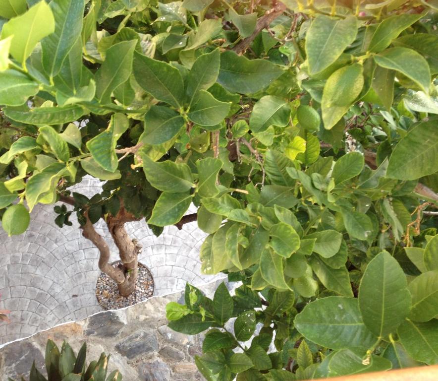 Kép Casa el Limonero szállásáról Lecrin városában a galériában