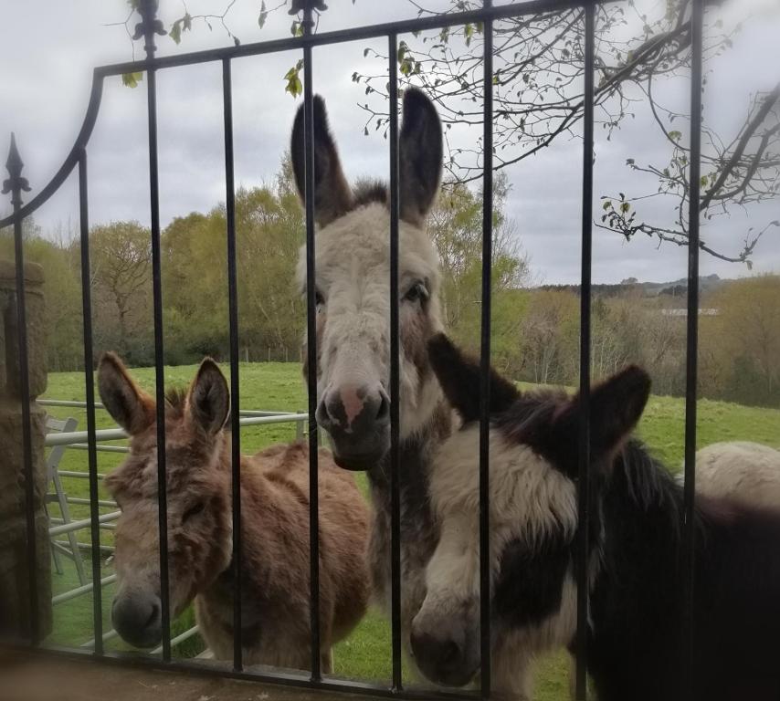 two donkeys are looking through the bars of a cage at Durham Donkey Rescue Shepherd's Hut in Durham