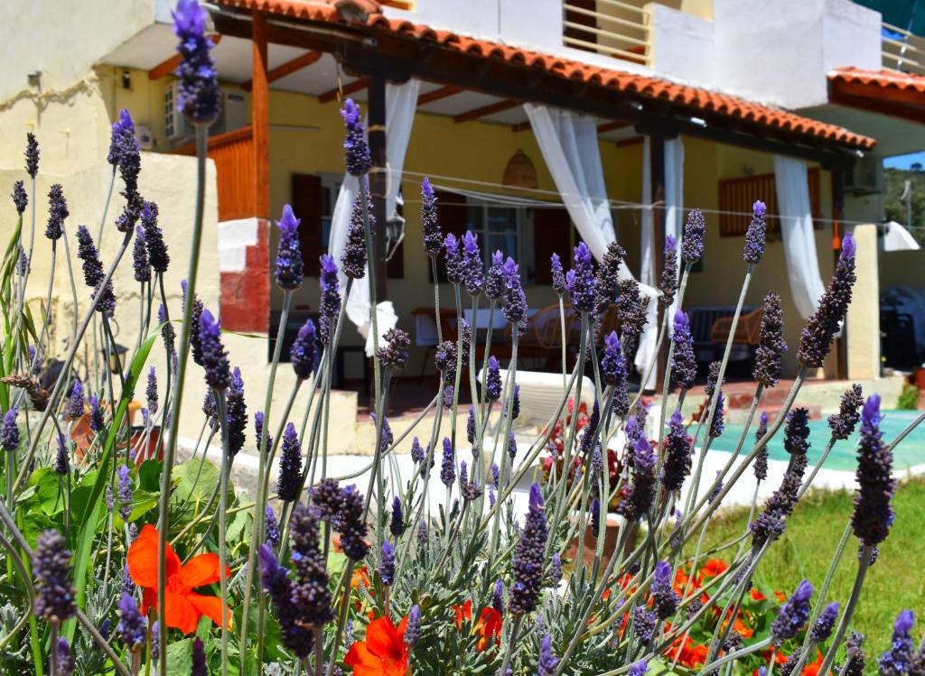 un jardín con flores púrpuras frente a una casa en Villa Krini, en Skiathos