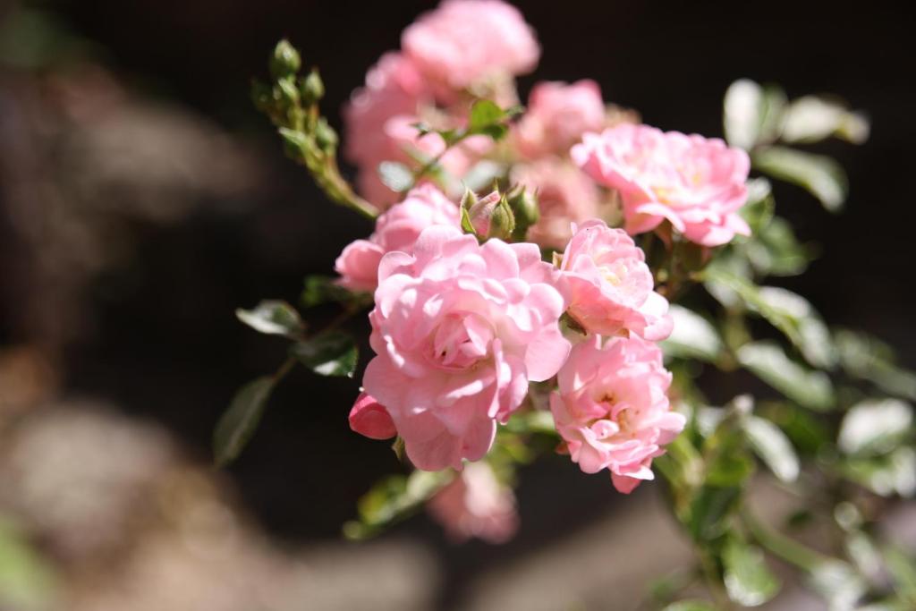Fotografia z galérie ubytovania Un Jardin Secret v destinácii Yzeron