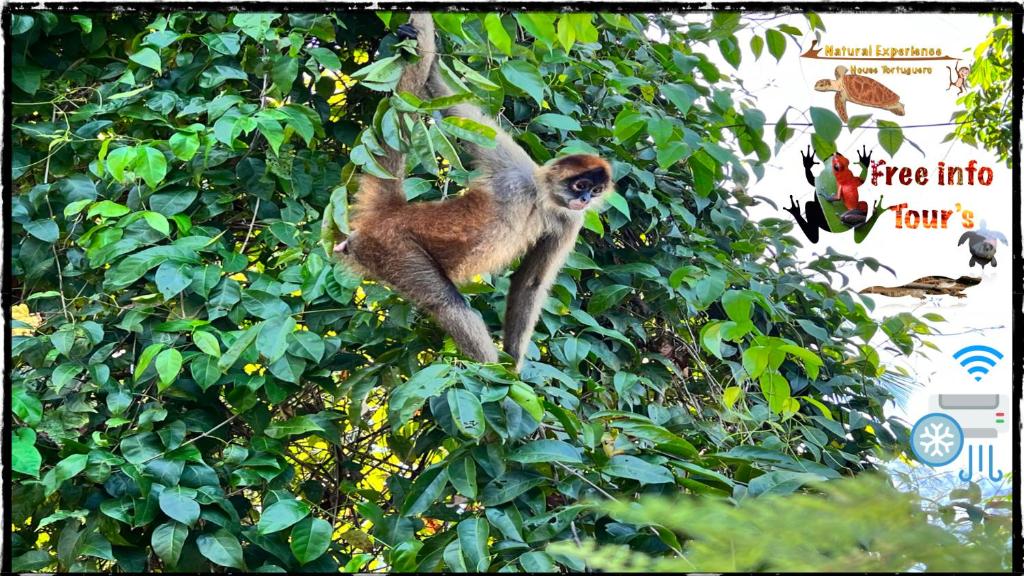 un mono está de pie en un árbol en Natural Experience House en Tortuguero