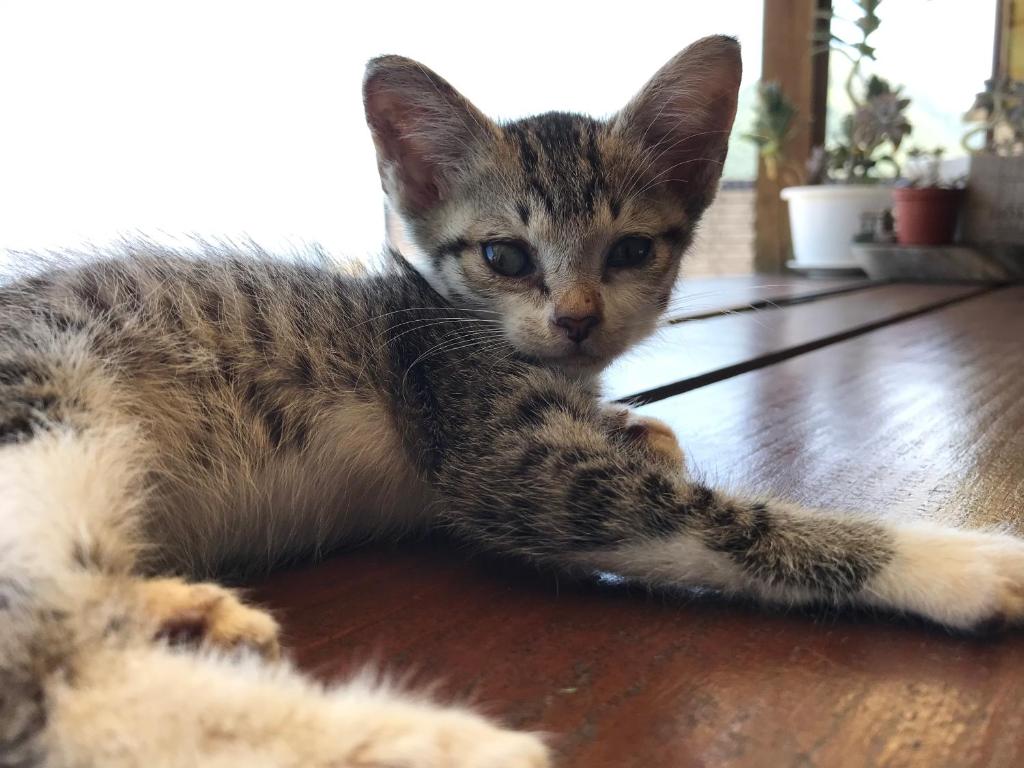 a kitten laying on top of a wooden floor at A-HOME in Jiufen