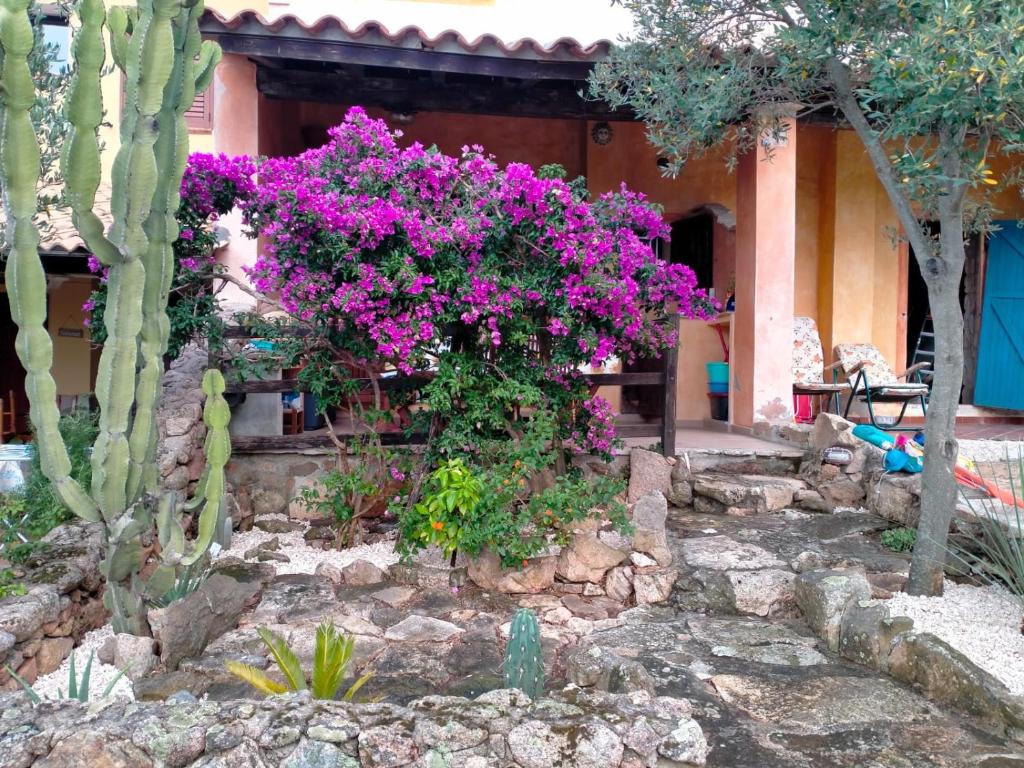 een tuin met paarse bloemen voor een huis bij Villa bouganville splendido appartamento in Olbia