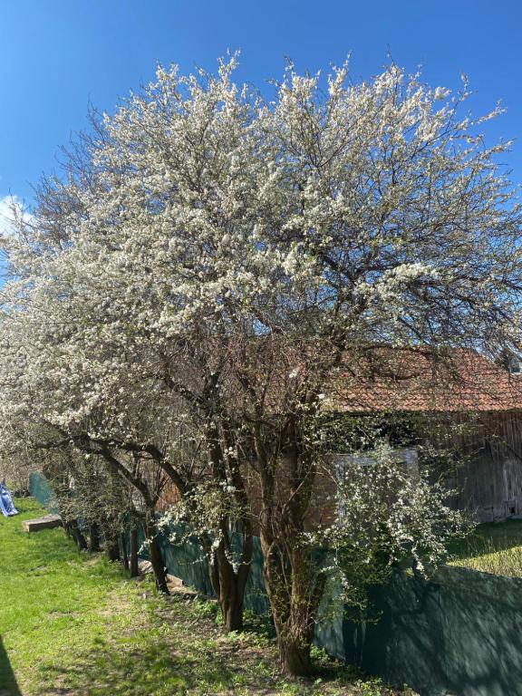 Vonkajšia záhrada v ubytovaní Dom Gościnny Mirabelka