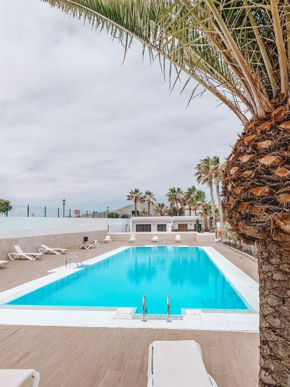 a swimming pool with a palm tree and chairs at Dahlia Apartment DunaSol in Corralejo
